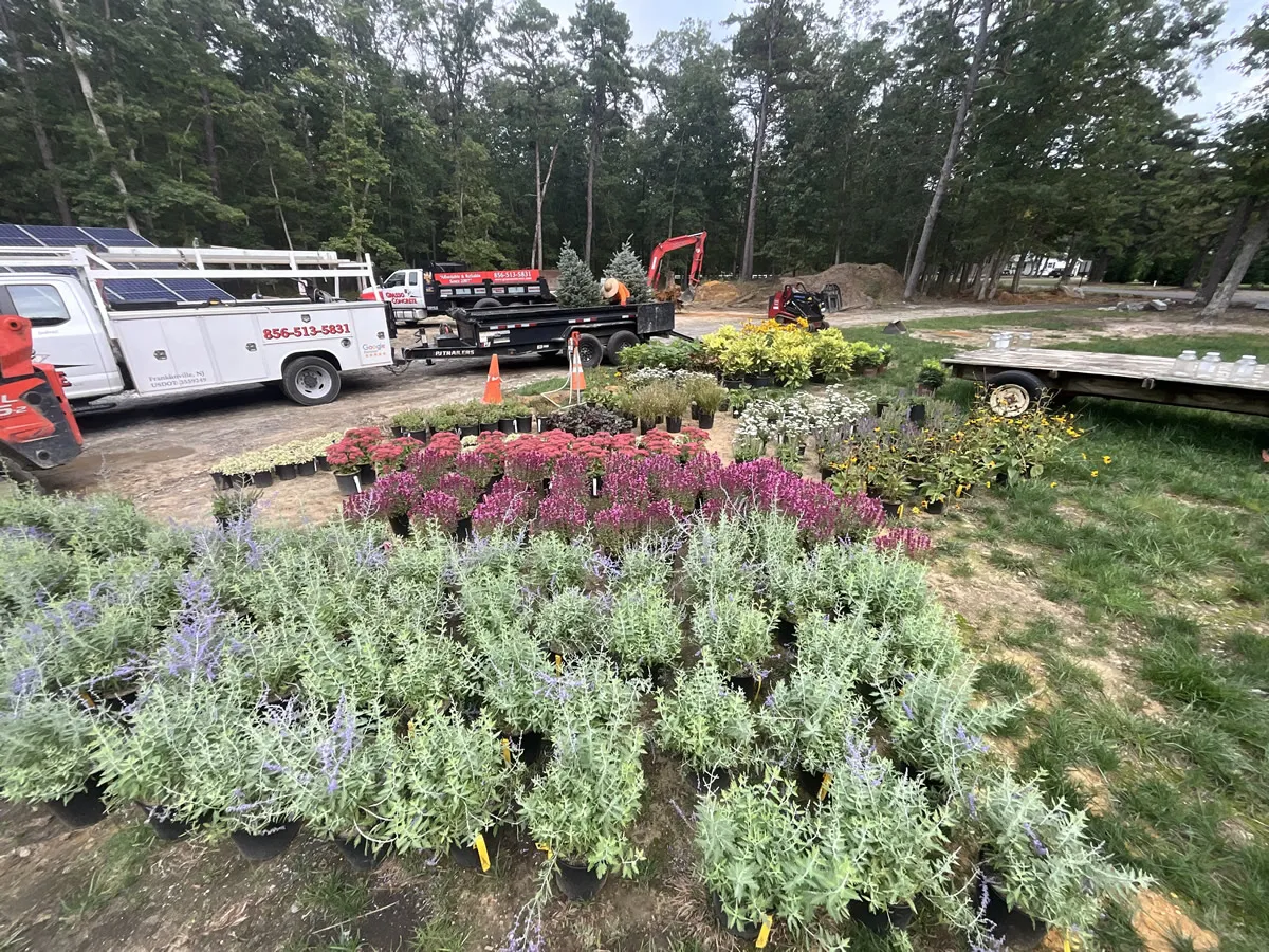 Native flowering plants staged for a community planting day