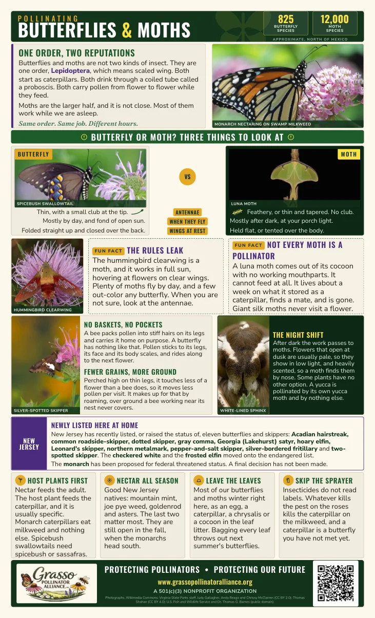 Pollinating Butterflies and Moths poster: one order with two reputations, how to tell a butterfly from a moth by antennae, flight time and resting wings, how each moves pollen, New Jersey's newly listed butterflies and skippers, and what to plant