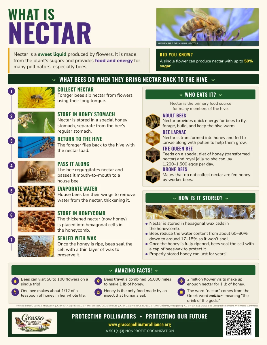 What Is Nectar poster: the seven steps bees take to turn nectar into honey, who in the hive eats it, how it is stored, and amazing facts, with real honey bee photographs