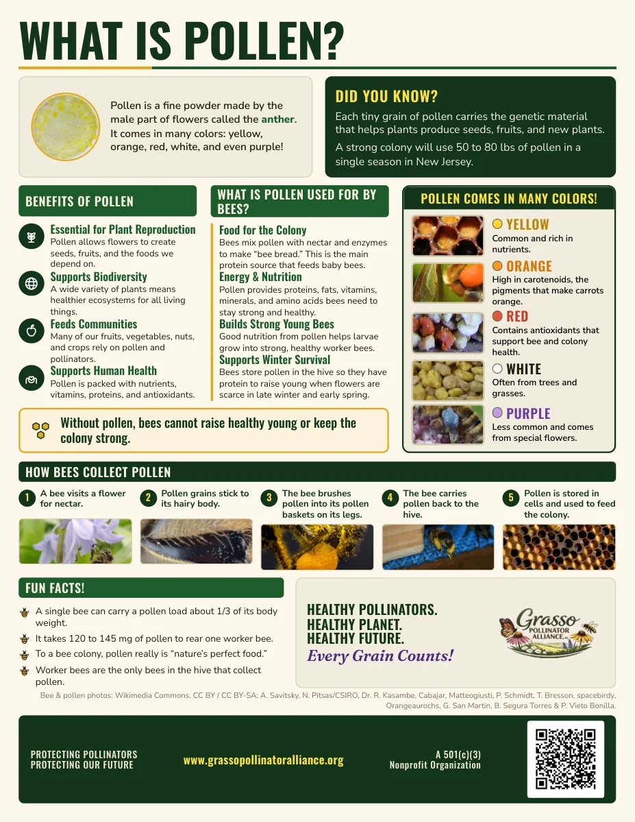 What Is Pollen poster: what pollen is, its benefits, what bees use it for, the five colours pollen comes in with real photographs of each, how bees collect it, and fun facts