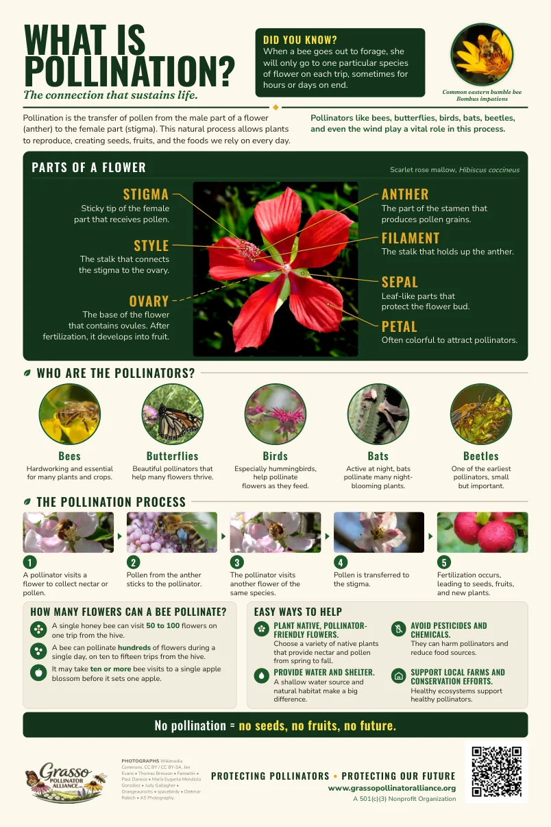 What Is Pollination poster: a labelled scarlet rose mallow flower showing stigma, style, ovary, anther, filament, petal and sepal, the five kinds of pollinators, the five steps of pollination and easy ways to help