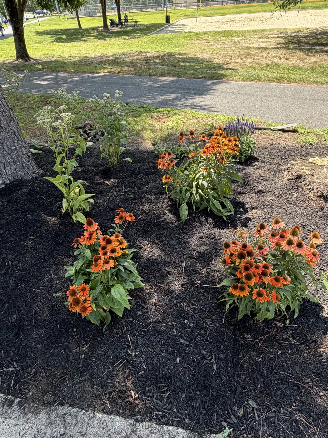 A finished pollinator bed in bloom with orange and pink native flowers in dark mulch