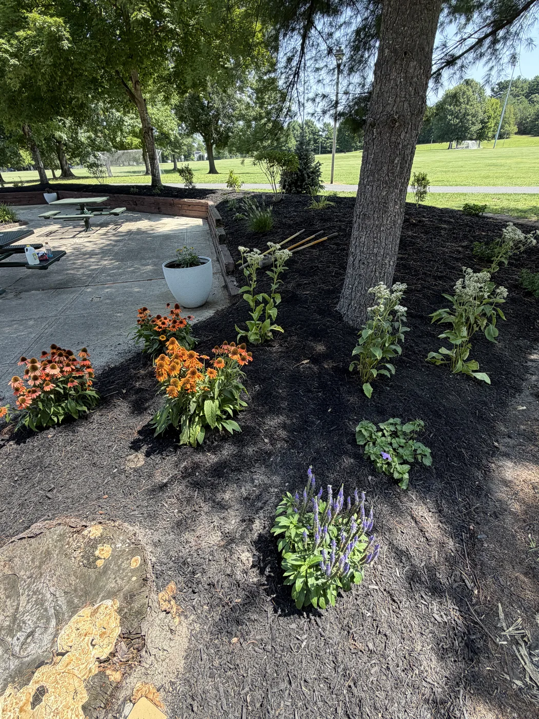 A newly planted bed of orange and red native flowers running along the tree line