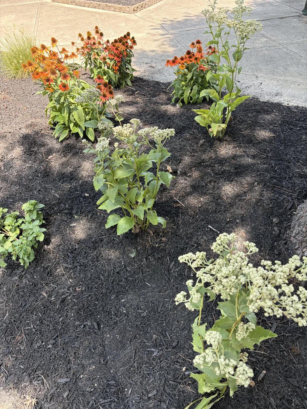 Fresh mulch and new plantings filling in a long bed beside the walkway