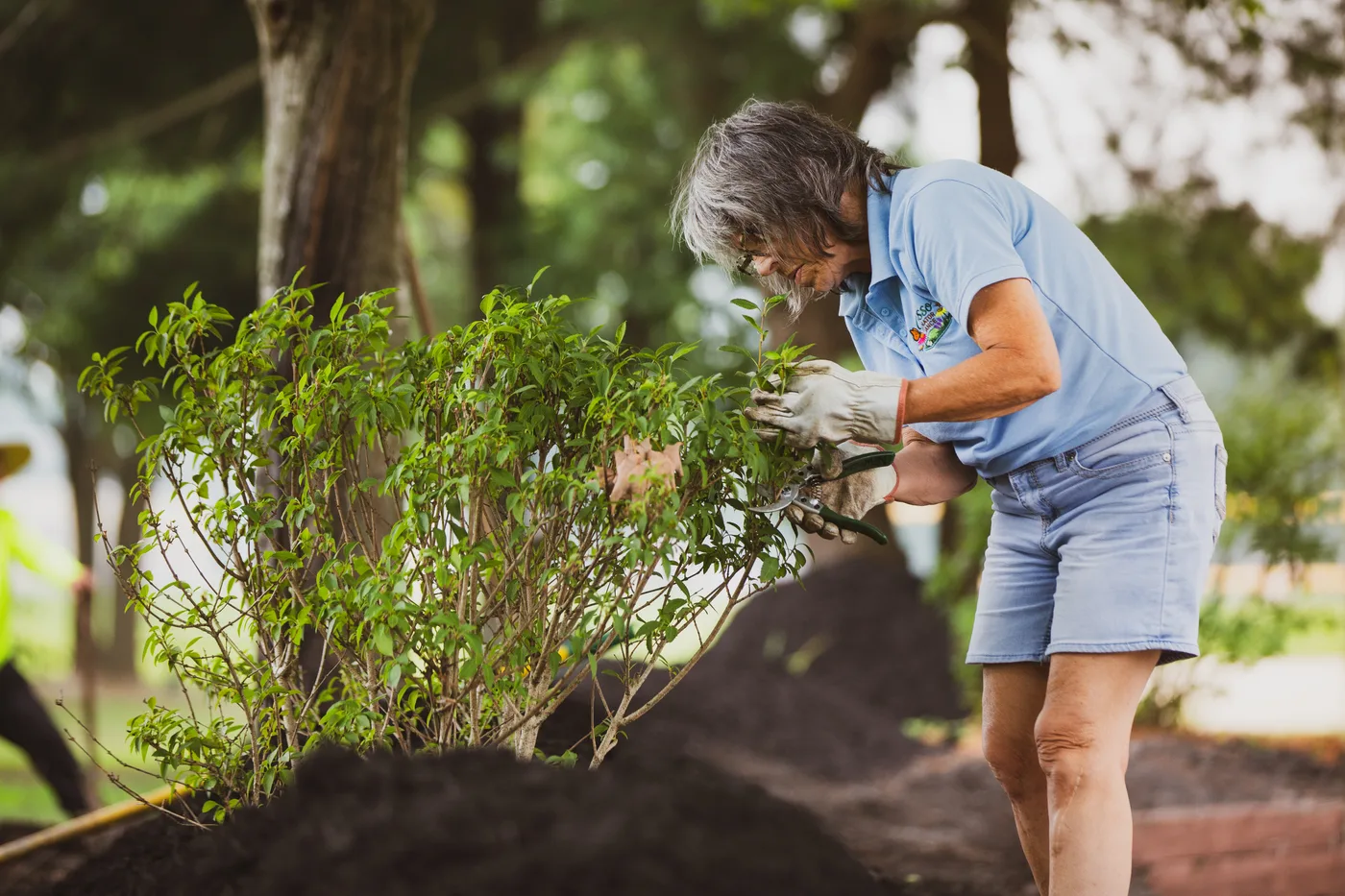 A volunteer planting a shrub by hand into fresh mulch