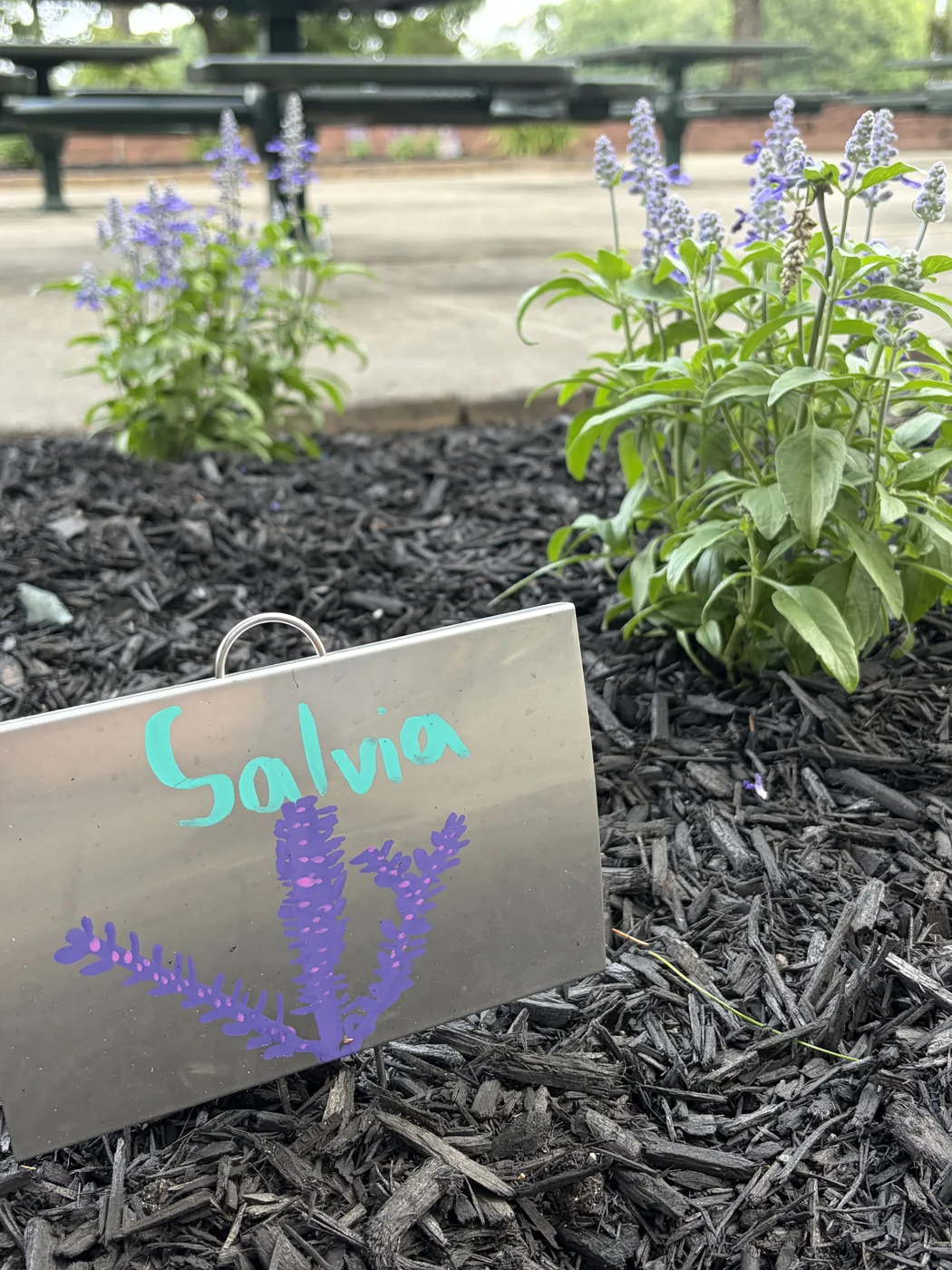 A hand-lettered Salvia marker drawn with purple flowers, set in the mulch in front of the salvia