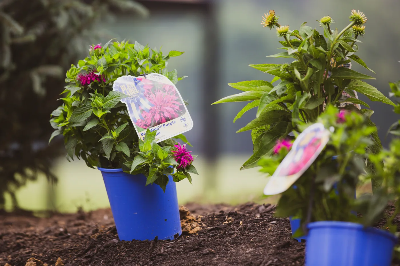 Two potted native plants in blue pots, tagged and ready to plant
