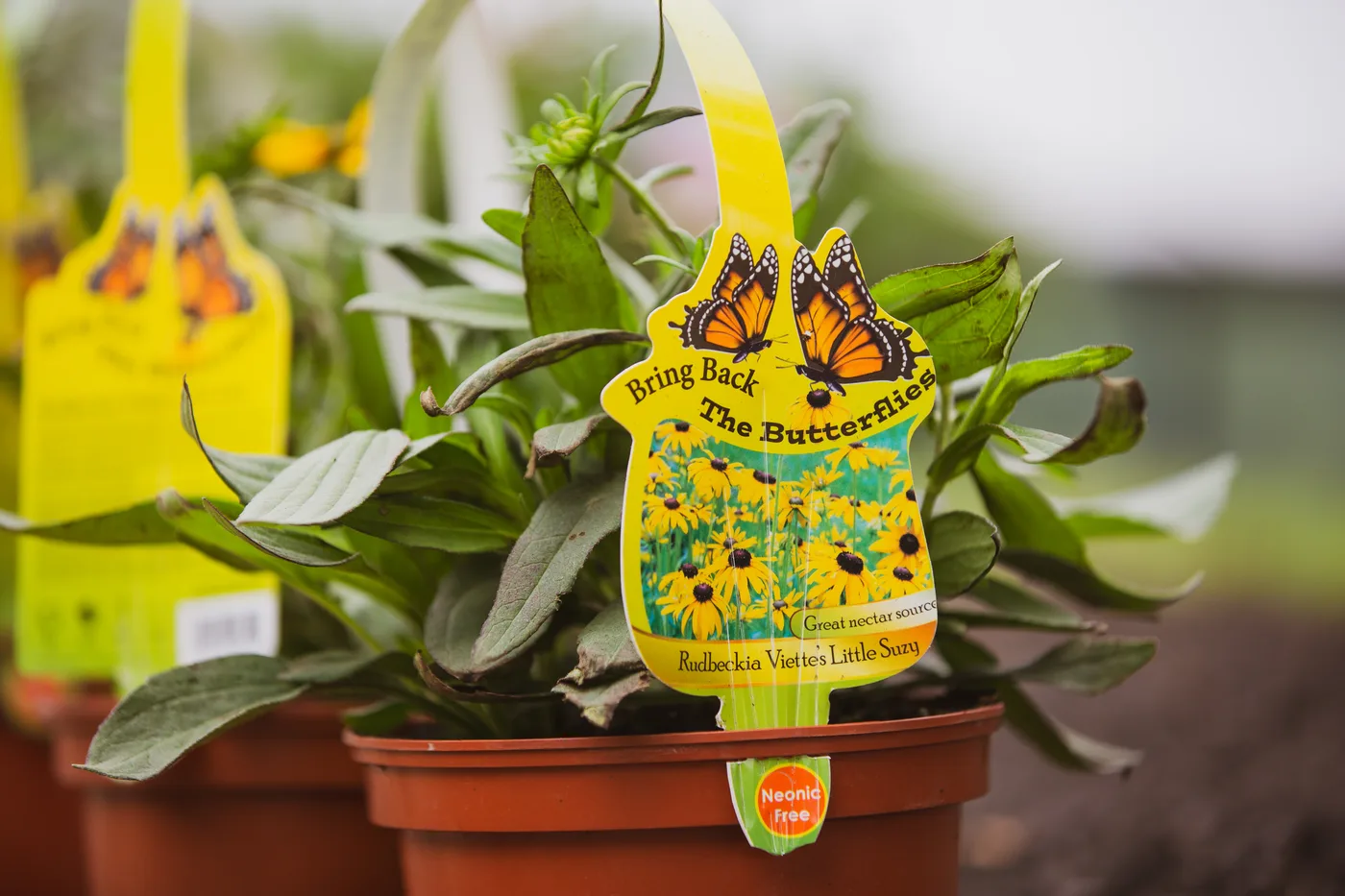 Potted plants tagged with Bring Back The Butterflies markers