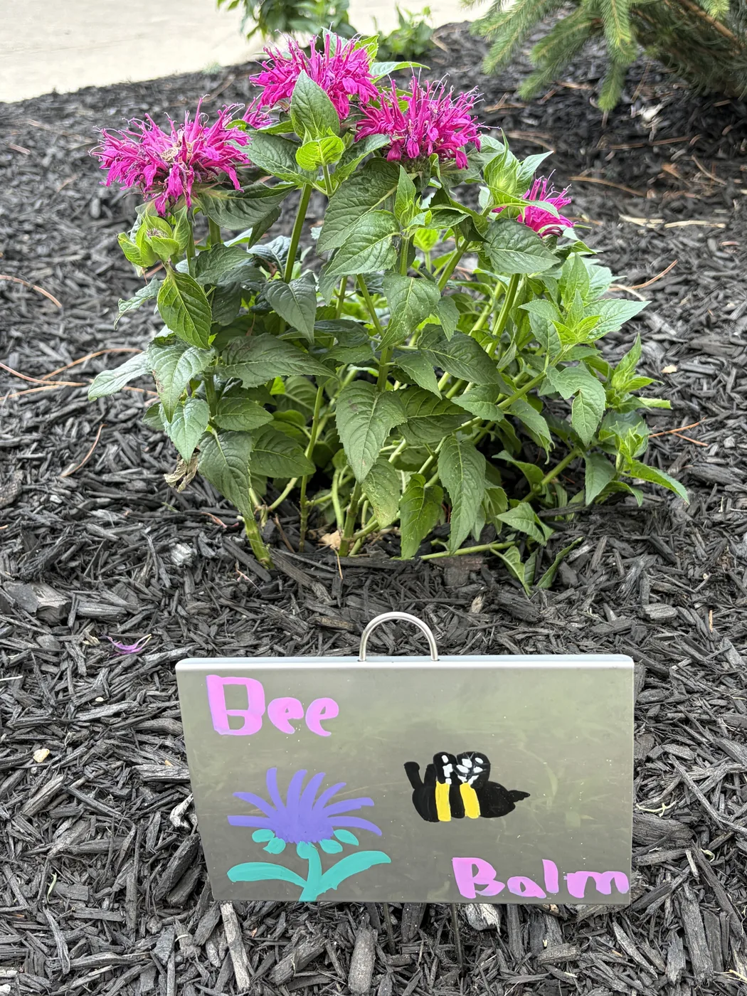 A hand-lettered Bee Balm marker with a drawn bee, standing in front of blooming pink bee balm