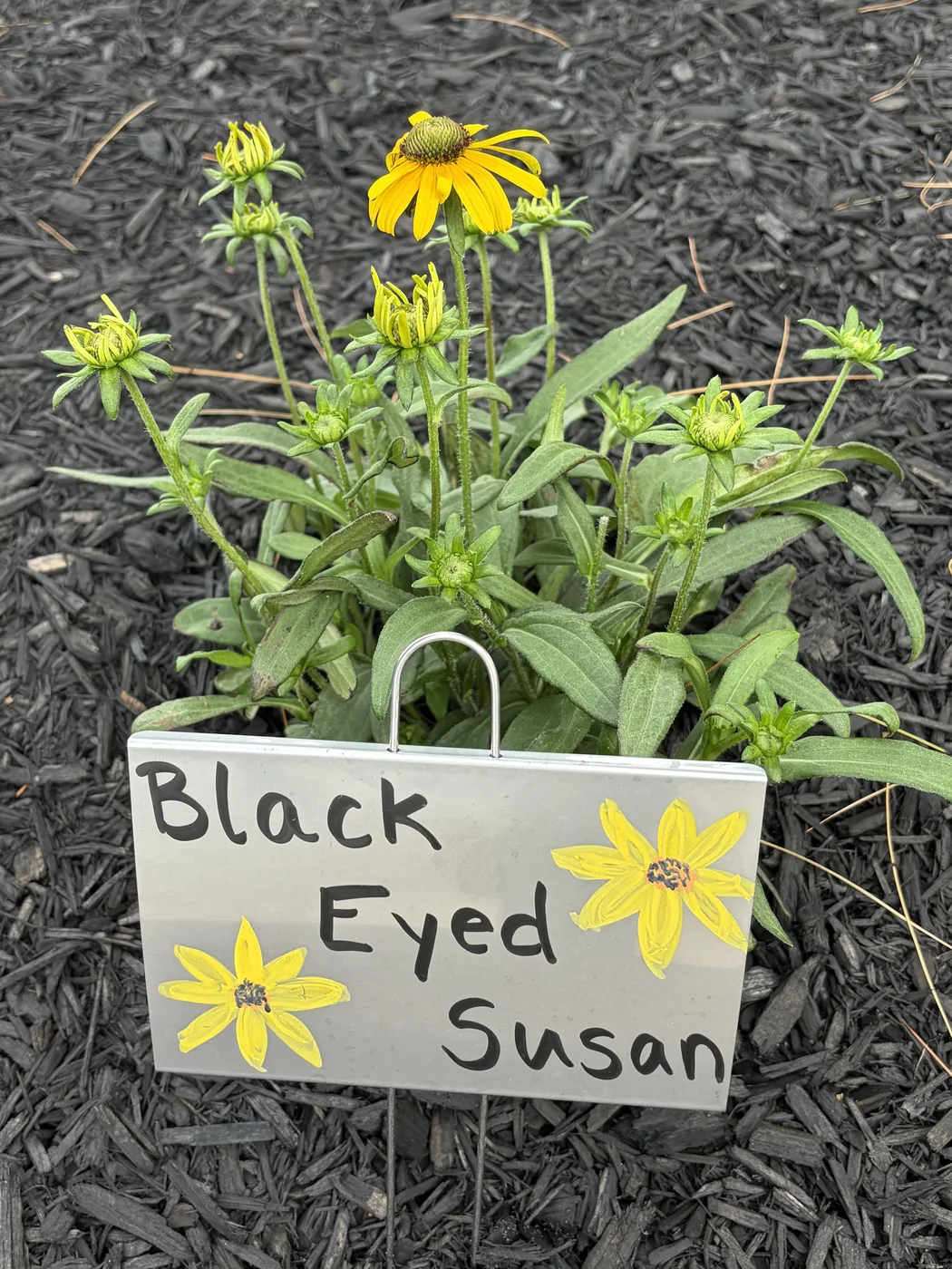 A hand-lettered Black Eyed Susan marker propped in front of young black-eyed susans