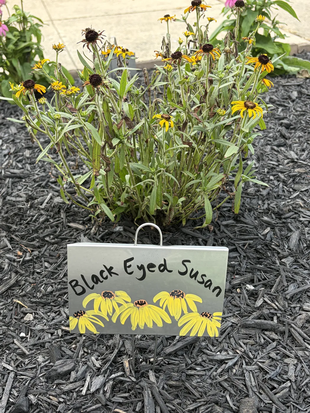 A hand-lettered plant marker reading Black Eyed Susan standing in front of blooming black-eyed susans