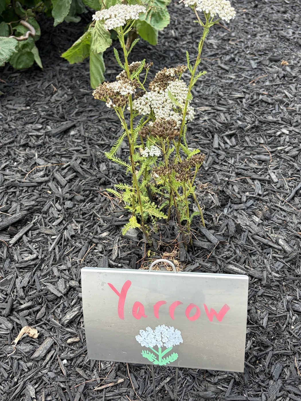 A hand-lettered Yarrow marker with a drawn white bloom, set in front of flowering yarrow