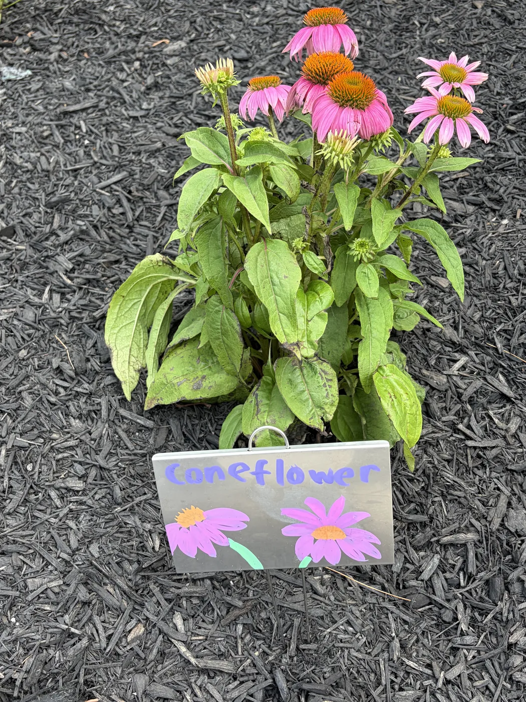 A hand-lettered Coneflower marker drawn in pink, in front of purple coneflowers